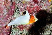 Cetoscarus bicolor Perroquet bicolor juvnile-St Johns Shaab Claudia-11m-20121025-Denis-ADER-DSC_2742_tn